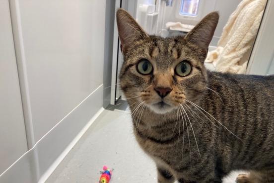 Mr Bojangles is a domestic short hair cat. He is three years and four months old and was admitted in March 2022.