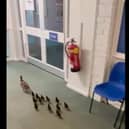 The ducklings made their way through Thorpe Primary School.