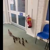 The ducklings made their way through Thorpe Primary School.