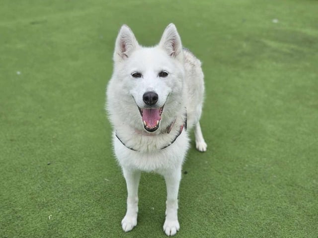 Angel is a large, nine-year-old female husky.
