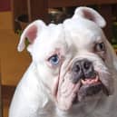 Gandalf the white bulldog is scheduled to have life-saving surgery on May 31.
