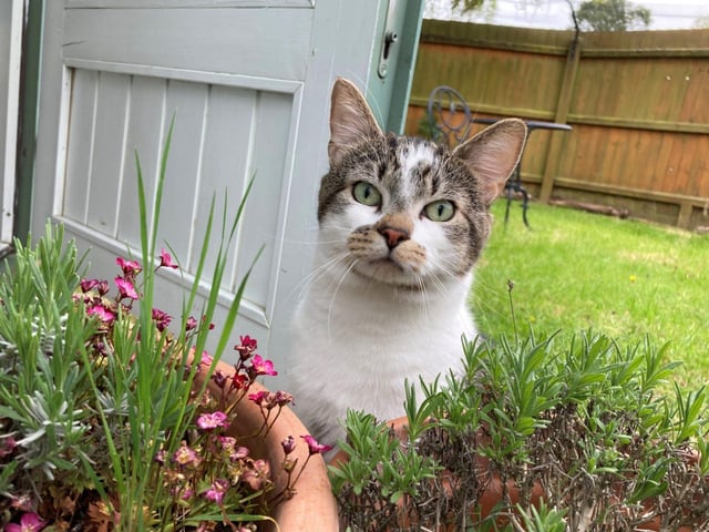Domestic Short Hair