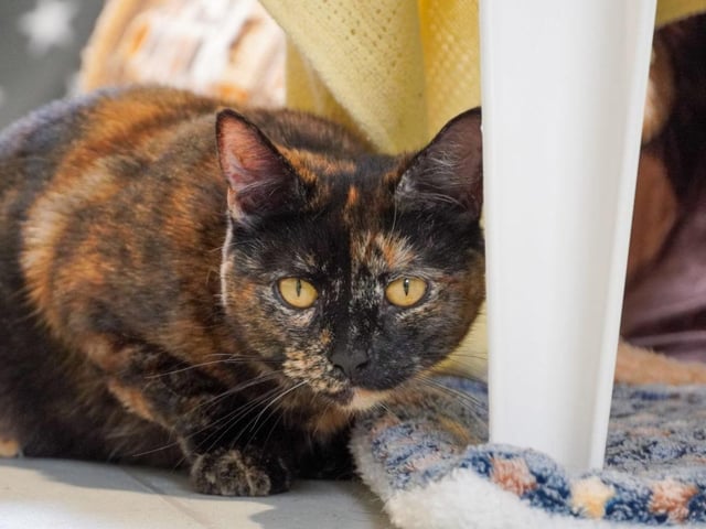 Domestic Short Hair