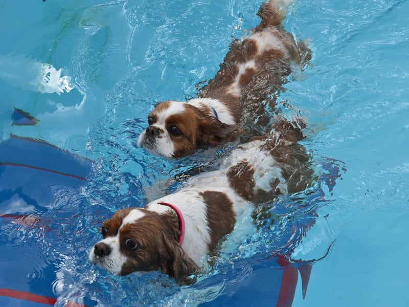 Dog swimming session at Peterborough Lido. Oscar and Rosie owned by Louise Simpson