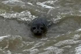 A seal spotted swimming in the rising waters at Orton Mere in Peterborough