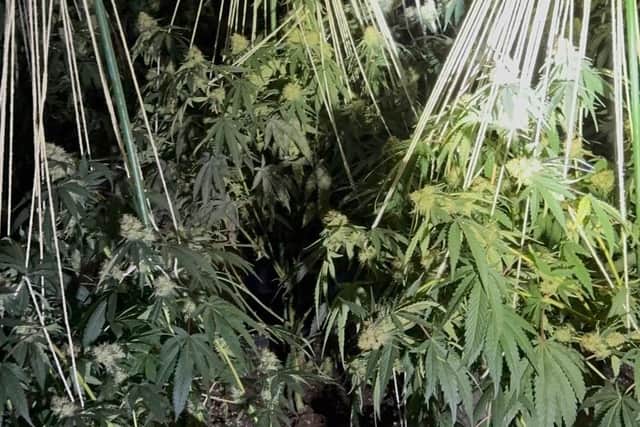 Some of the cannabis plants with a street value of £1 million plus found in a former discount store in Huntingdon which had been turned into a booby-trapped' cannabis factory