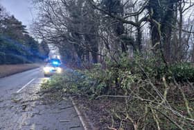 Police said there had been dozens of calls about fallen trees and branches across Cambridgeshire today