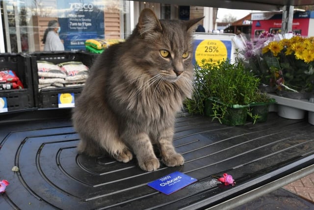 Frank, also known as ‘Frank the Tesco Cat’ by shoppers, is a three-year-old cat who had a 'cat house' built for him at the supermarket in Staniland Way by a carpenter.