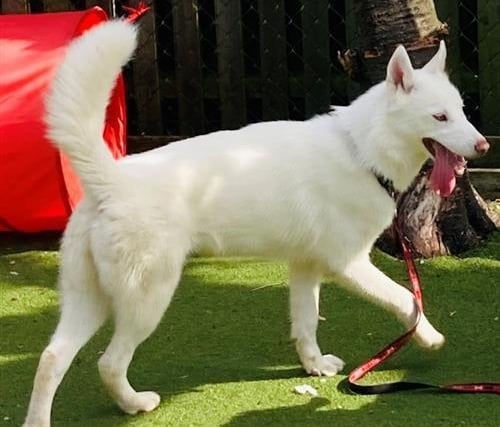 Olaf is a seven-month-old male husky, admitted to Woodgreen in April 2022.