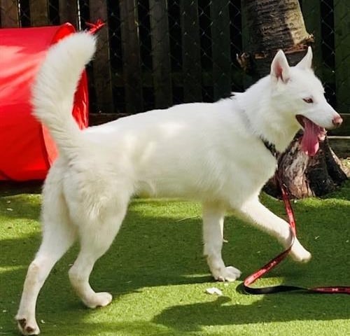 Olaf is a seven-month-old male husky, admitted to Woodgreen in April 2022.