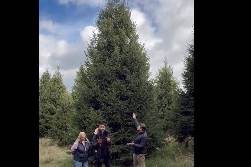 Peterborough's new Christmas tree