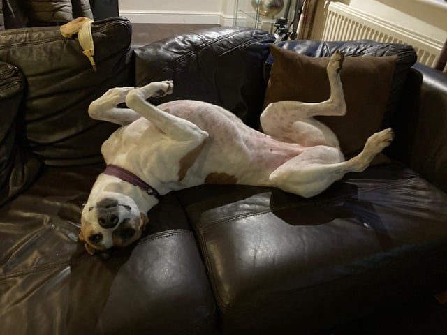 Bella is a lurcher.