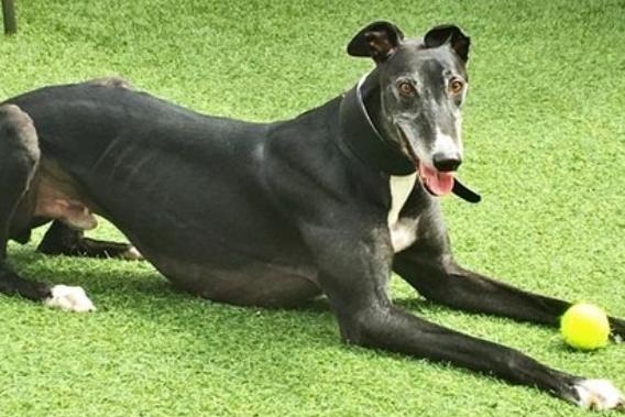 Barry is a seven-year-old greyhound. He was admitted October 2021