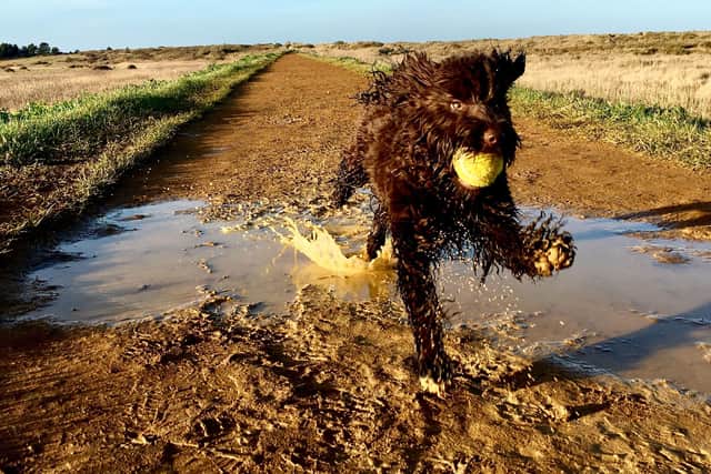 Shelina Duke says that the popular cockapoo is often misunderstood - Animal News Agency