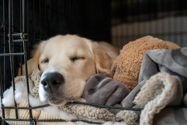 Create a safe place or ‘den’ for the evenings where they have their favourite toys and can’t see any flashes outside