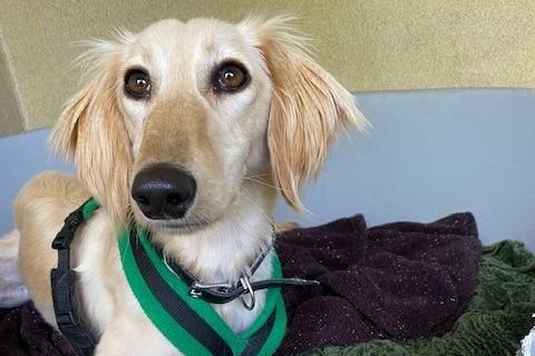 Midge is a one-year-old female saluki, admitted to Woodgreen in May 2022.
