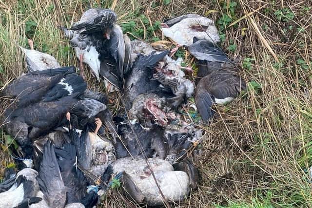 Some of the butchered geese