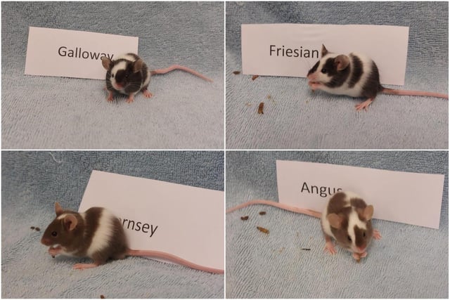 Galloway, Friesian, Guernsey, Angus and Albion are two-month-old male mice. They were admitted January 2022.
