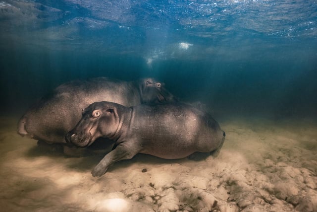 A Wildlife Photographer of the Year exhibit from Mike Korostelev