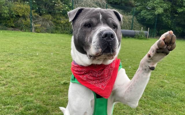 Could you adopt any of these dogs in Woodgreen's care?