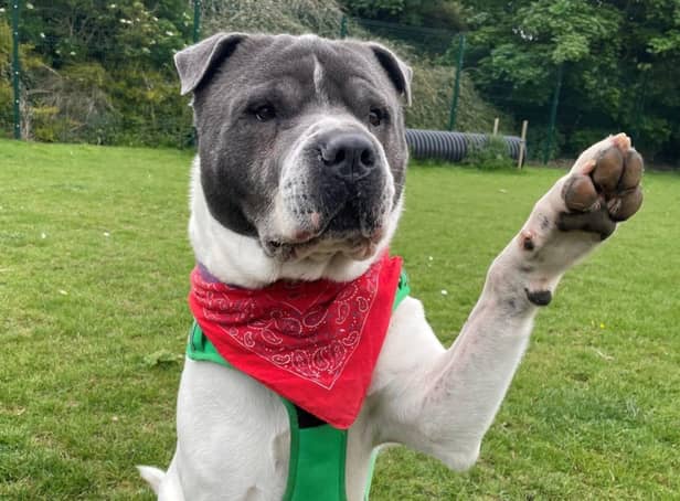 Could you adopt any of these dogs in Woodgreen's care?