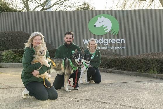 Elaine with Tip, Chris R with Champ and Lizzie with Ziggy by the Woodgreen sign