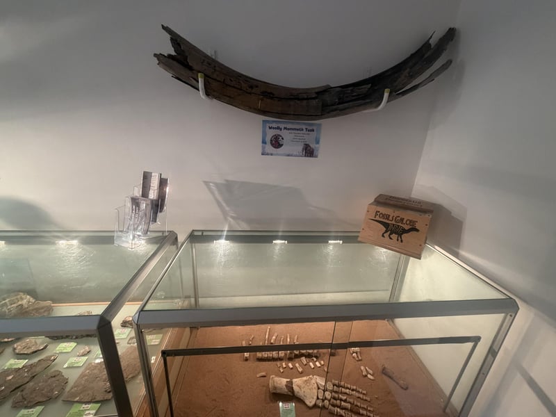 Fossils Galore is located in High Street, March