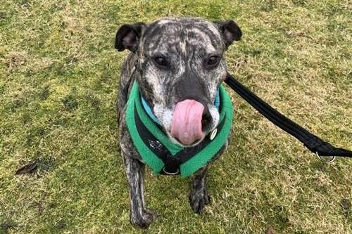 Lady is a six-year-old crossbreed. She was admitted April 2022