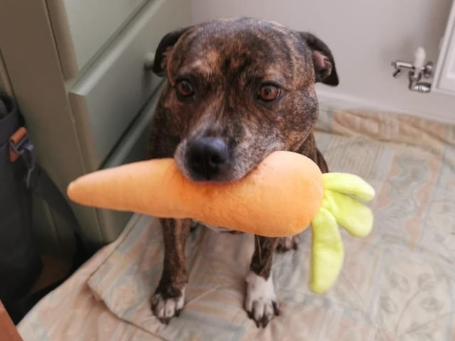 Pumpkin is an eight-year-old Staffordshire bull terrier cross, admitted to Woodgreen in November 2021.