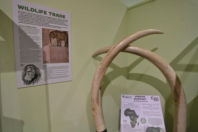Extinction exhibition at Peterborough Museum.   