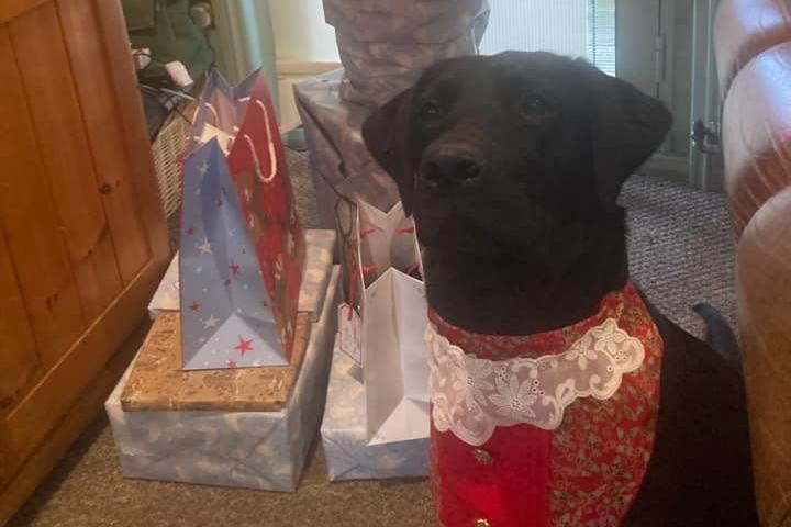 Labrador Queenie looking regal.