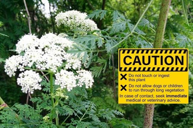 Visitors to Holywell Lakes are urged not to touch the plant