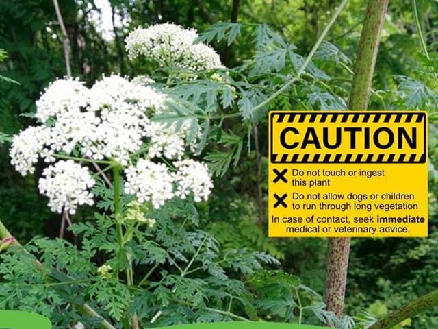 Visitors to Holywell Lakes are urged not to touch the plant