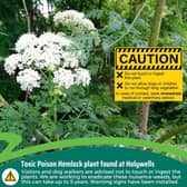 Visitors to Holywell Lakes are urged not to touch the plant