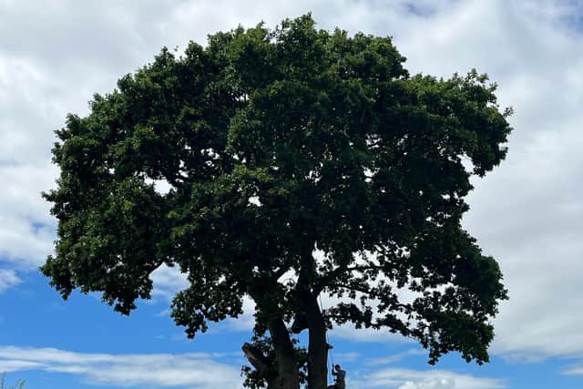 Peterborough City Council plans to replace the Bretton oak tree with 100 new trees.