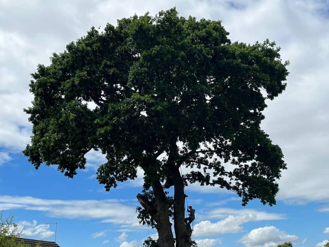 Peterborough City Council plans to replace the Bretton oak tree with 100 new trees.