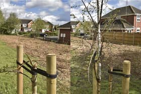 The current state of trees planted in Park Farm.