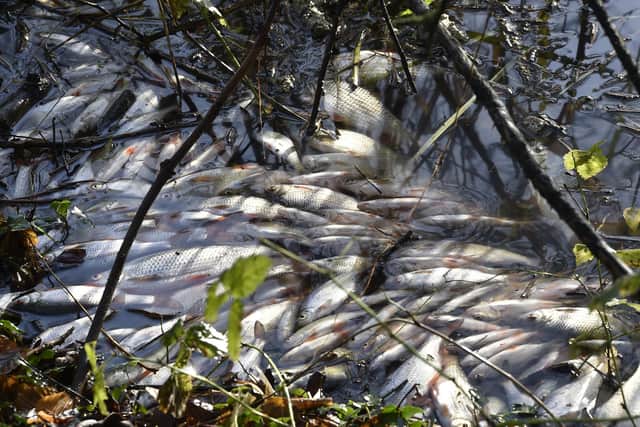 Thousands of dead and dying fish near Goldie Meadows at Nene Park.