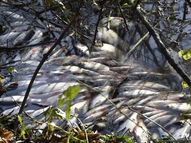 Thousands of dead and dying fish near Goldie Meadows at Nene Park.