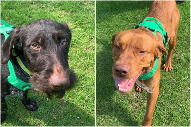 10 dogs in need of new homes near Peterborough, including Cheez and Beanz
