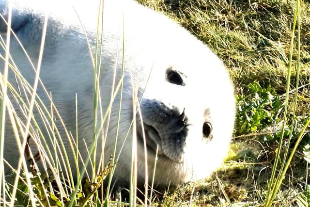 A seal pup enjoys a lazy time on the Winterton sand dunes