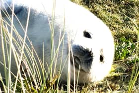 A seal pup enjoys a lazy time on the Winterton sand dunes