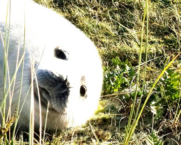 A seal pup enjoys a lazy time on the Winterton sand dunes