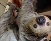 Mr Snuffles and the new baby sloth. Pic: SWNS