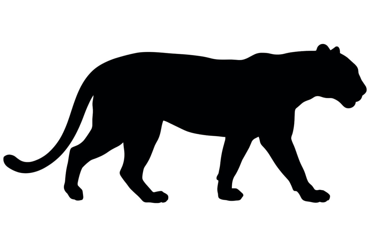 Residents report 'big cat' sighting in Peterborough