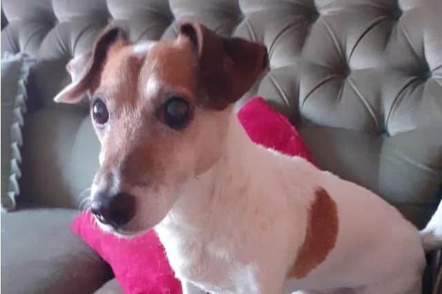 Jack Russell, George, was stolen before being found by police in the thief's jacket pocket being fed pizza.