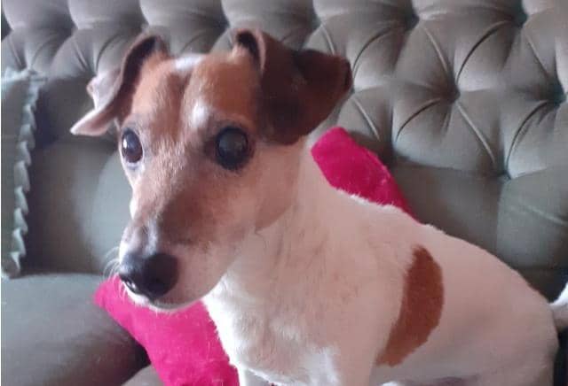 Jack Russell, George, was stolen before being found by police in the thief's jacket pocket being fed pizza.