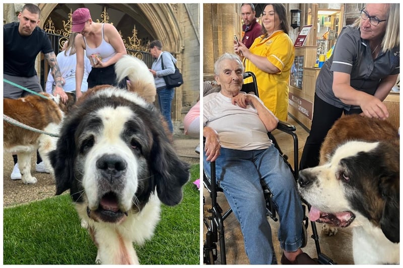 Winnie, Teddy and Basil, the three St Bernards brought along by Saving Saints Rescue, were a big hit with everyone.