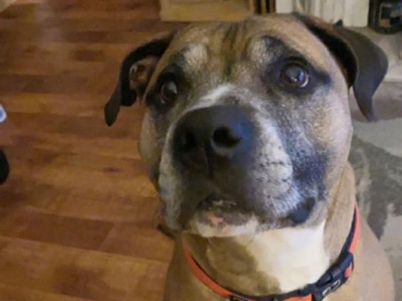 Ralph is a seven-year-old male Staffordshire Bull Terrier. The charity says he is not suitable for a household with other cats and dogs, and could live with older children, 8 years and over. He loves walks and having a run around, especially chasing after tennis balls, but does not enjoy being in the car so would prefer a home where he does not have to travel too much.