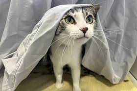 A little over four years old, Stormzy is a female domestic short hair who can live with dogs.